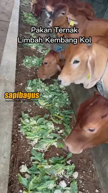 Pakan-Ternak-Limbah-Kembang-Kol